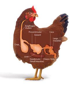chicken digestive tract