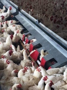breeder hen in comfort nest