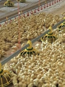 broiler chicken feeder