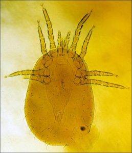 mites, northern fowl mites, mite infestation