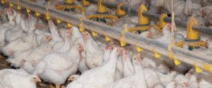 broiler production systems