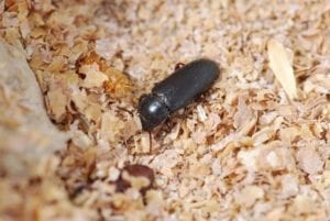 litter beetles in shed