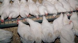 breeder hens feeding