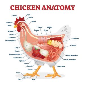 https://b2293868.smushcdn.com/2293868/wp-content/uploads/chicken-anatomy-300x300.jpg?lossy=1&strip=1&webp=1