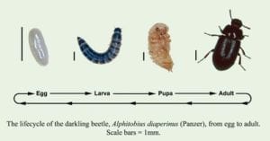 litter beetles life cycle