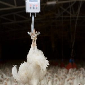 Manual weighing breeder hens