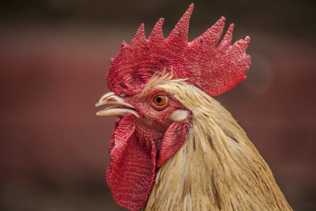 10 interesting facts about chicken vision