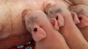 seasonal infertility and swine farrowing