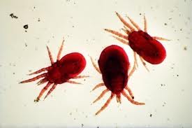 mites, northern fowl mites, mite infestation