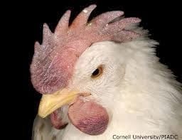 avian influenza symptoms